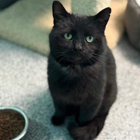 Enlarge Slider, an adoptable Domestic Short Hair in Circleville, OH image 1/2