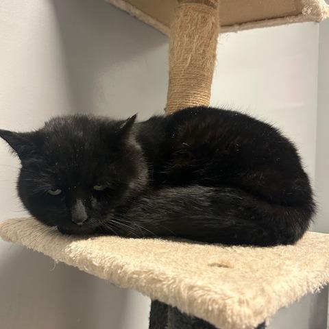 Enlarge Slider, an adoptable Domestic Short Hair in Circleville, OH image 2/2