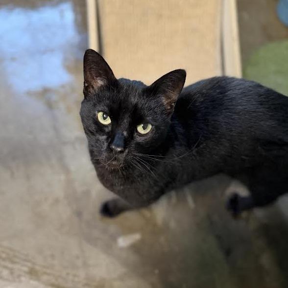 Joy, a Adoptable mixed breed in Edwardsville, IL image 1/4
