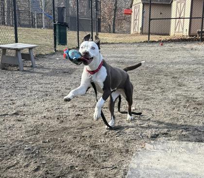 Lobelia, Adoptable, Adult Female Mixed Breed.