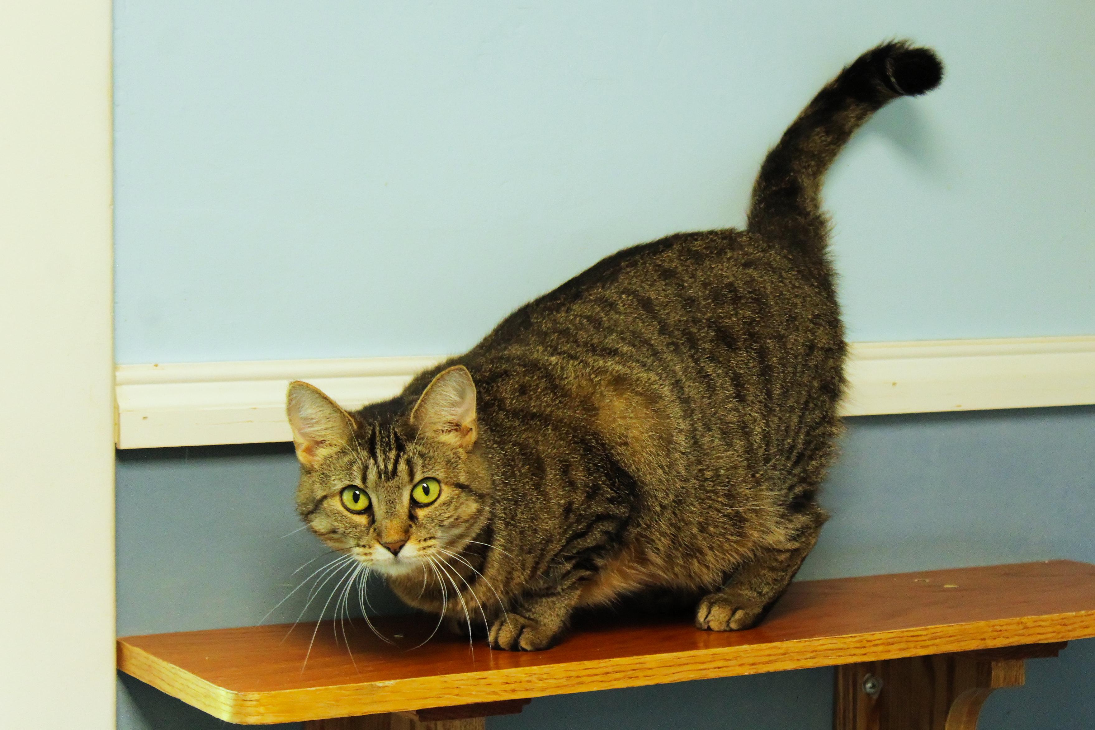 Enlarge Selena, a Adoptable American Shorthair in Urbana, OH image 2/6
