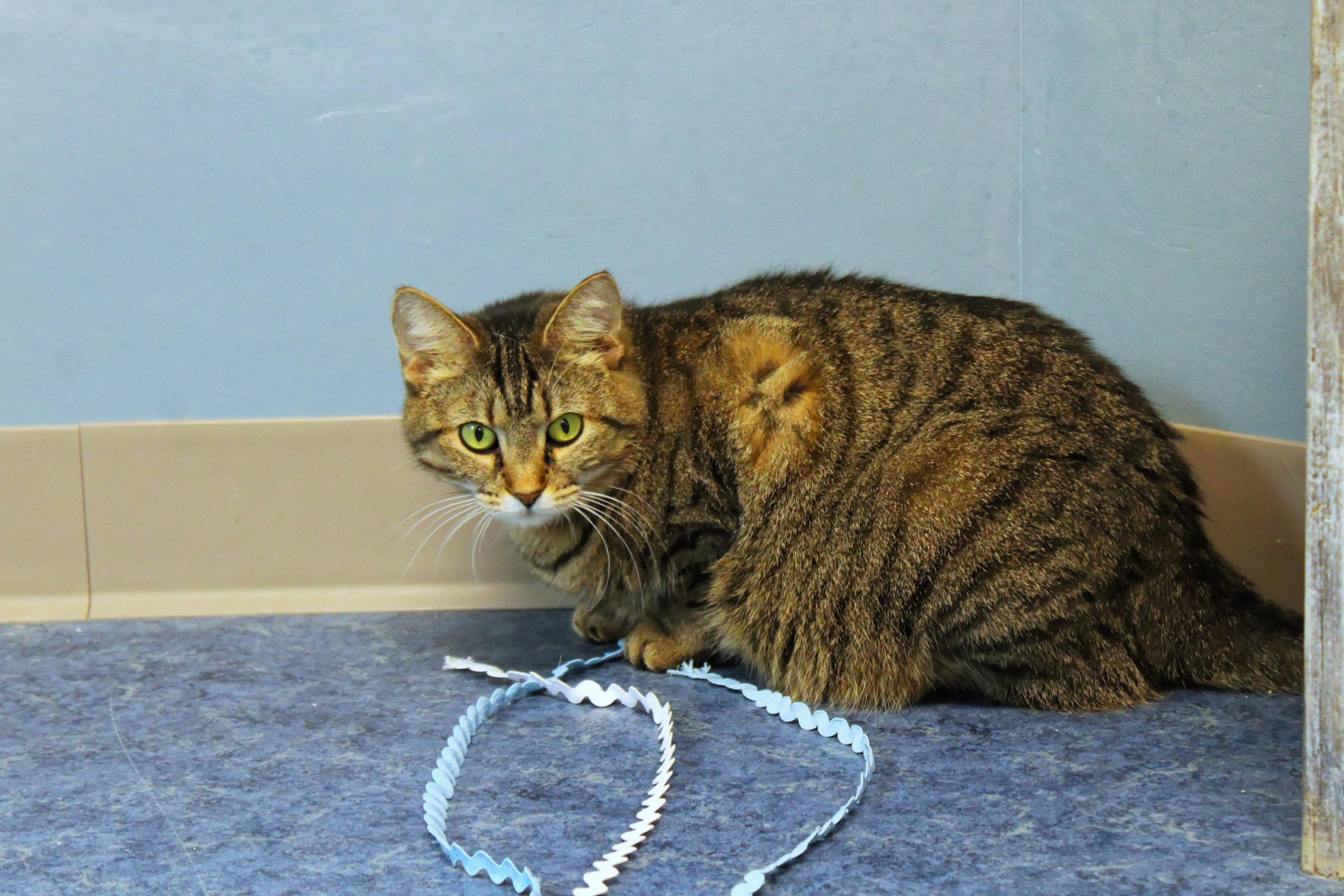 Selena, a Adoptable American Shorthair in Urbana, OH image 3/6