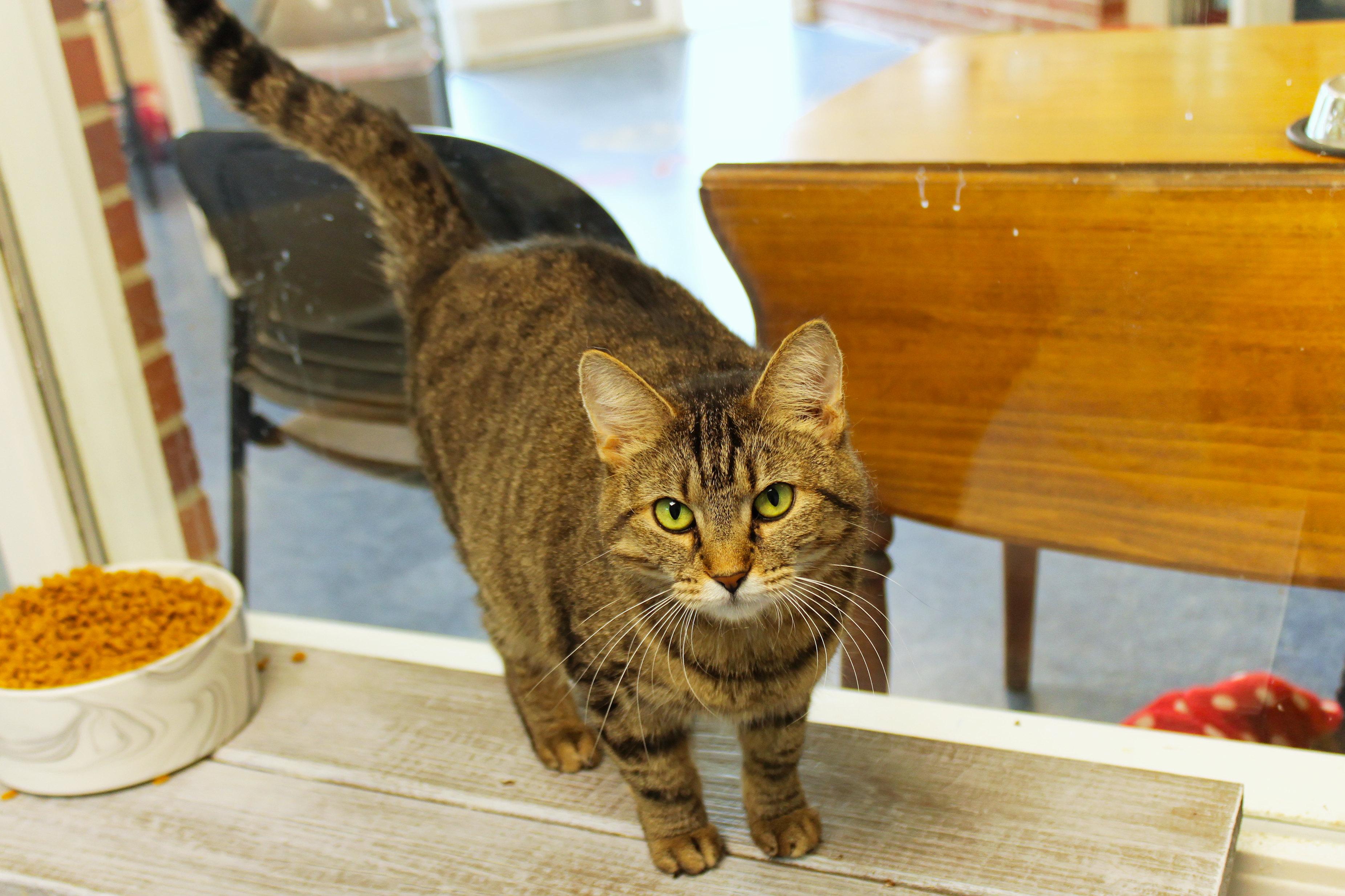 Selena, Adoptable, Adult Female American Shorthair.