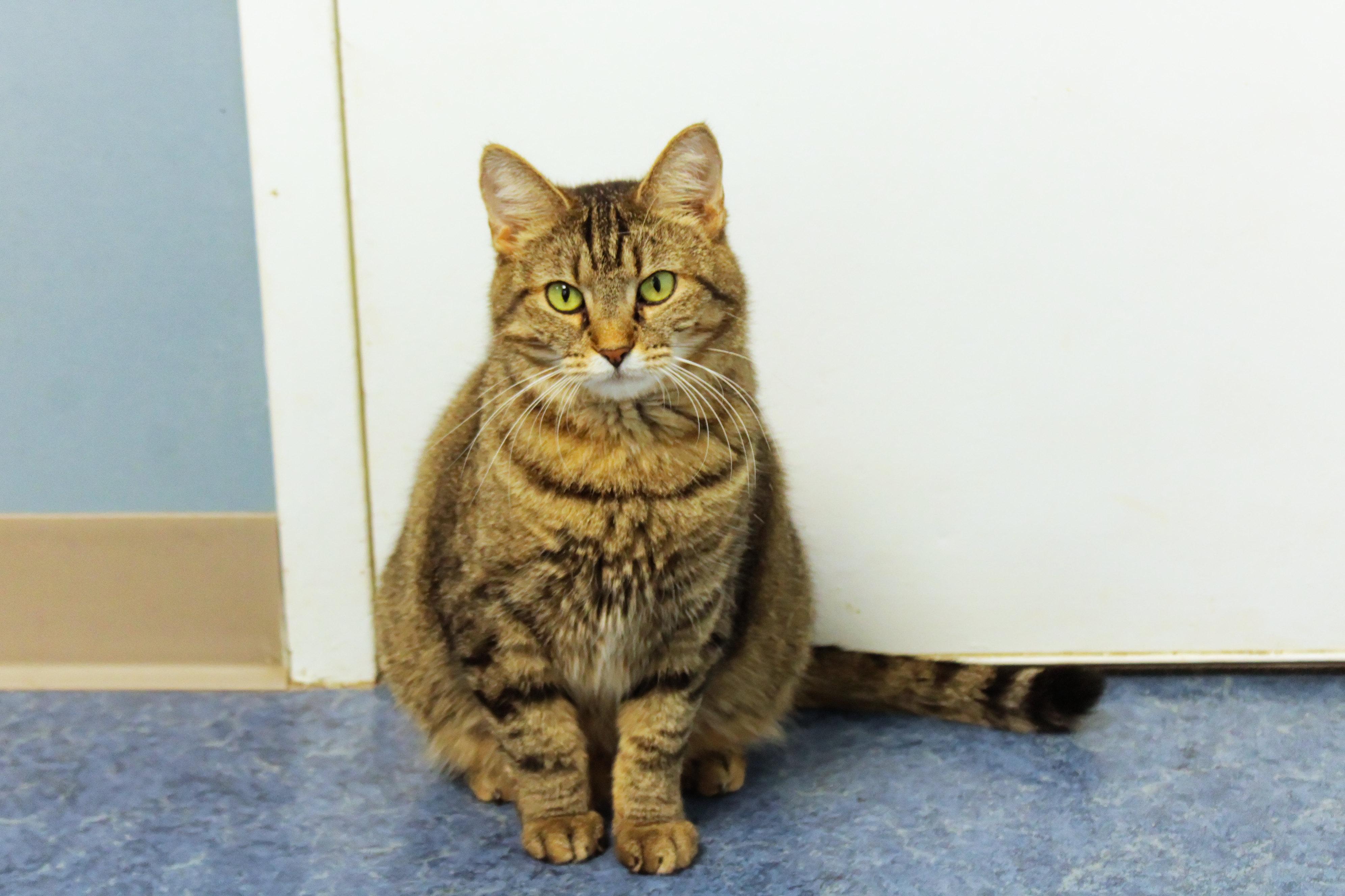 Selena, a Adoptable American Shorthair in Urbana, OH image 2/6