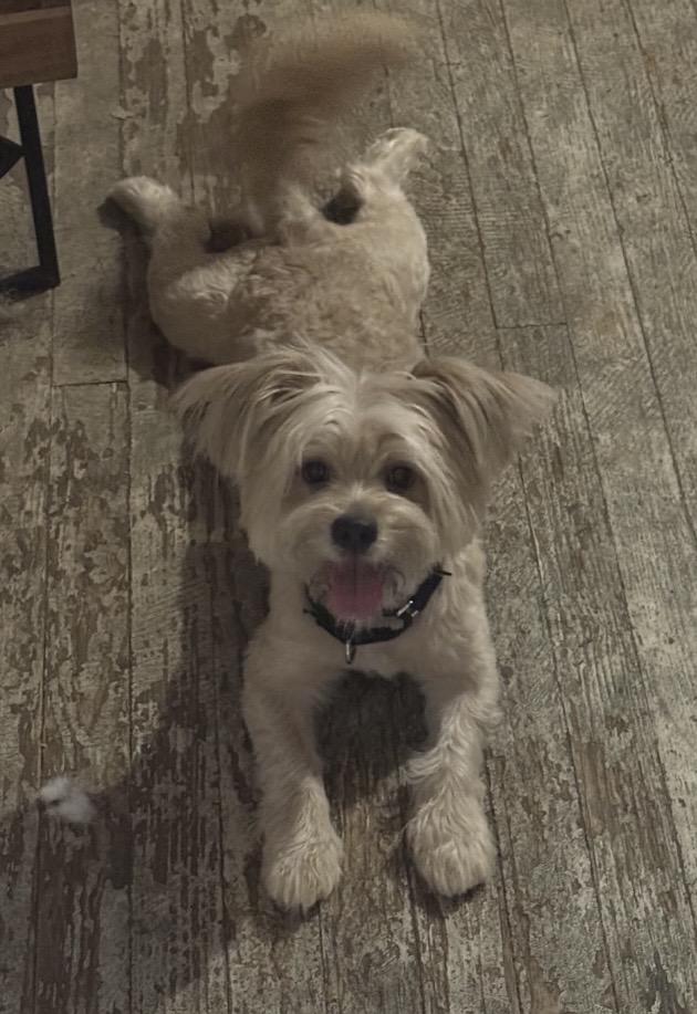 Jasper, Adoptable, Young Male Cairn Terrier.