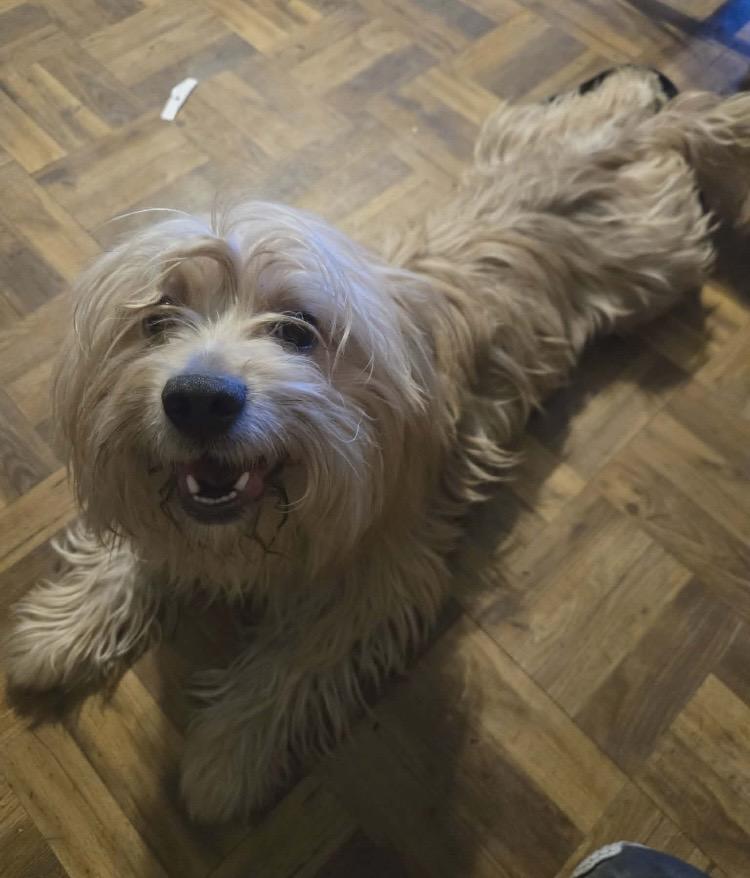 Enlarge Jasper, a Adoptable mixed breed in Natrona Heights, PA image 3/6
