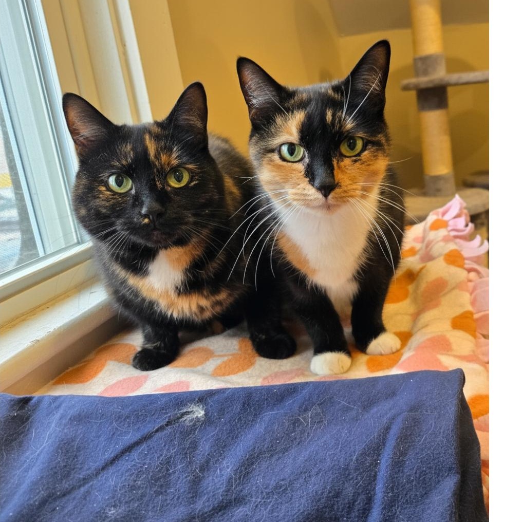 CALICO + TORTE -               LOOKING FOR LONG TERM FOSTER HOME, adopted, Senior Female Calico & Tortoiseshell.