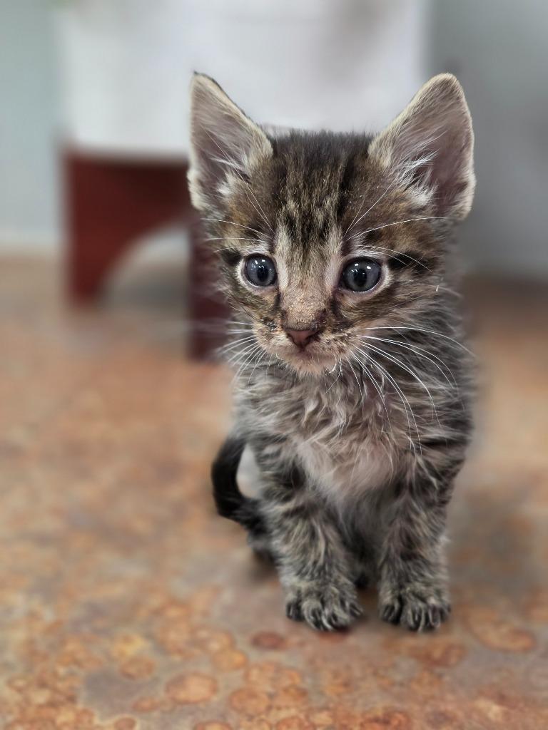 Kitten 5, Adoptable, Kitten Male Domestic Short Hair.