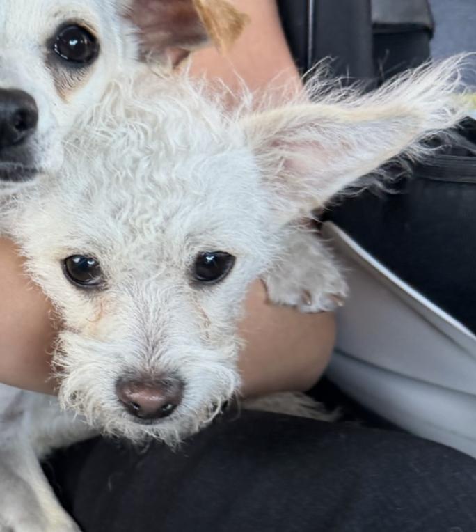Dumbo, ADOPTABLE, Young Male Poodle (Toy).