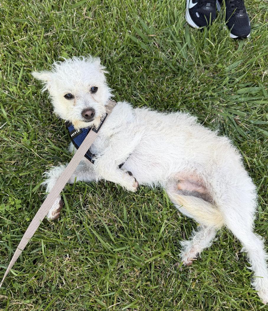 Enlarge Dumbo, a ADOPTABLE mixed breed in Emeryville, CA image 2/4