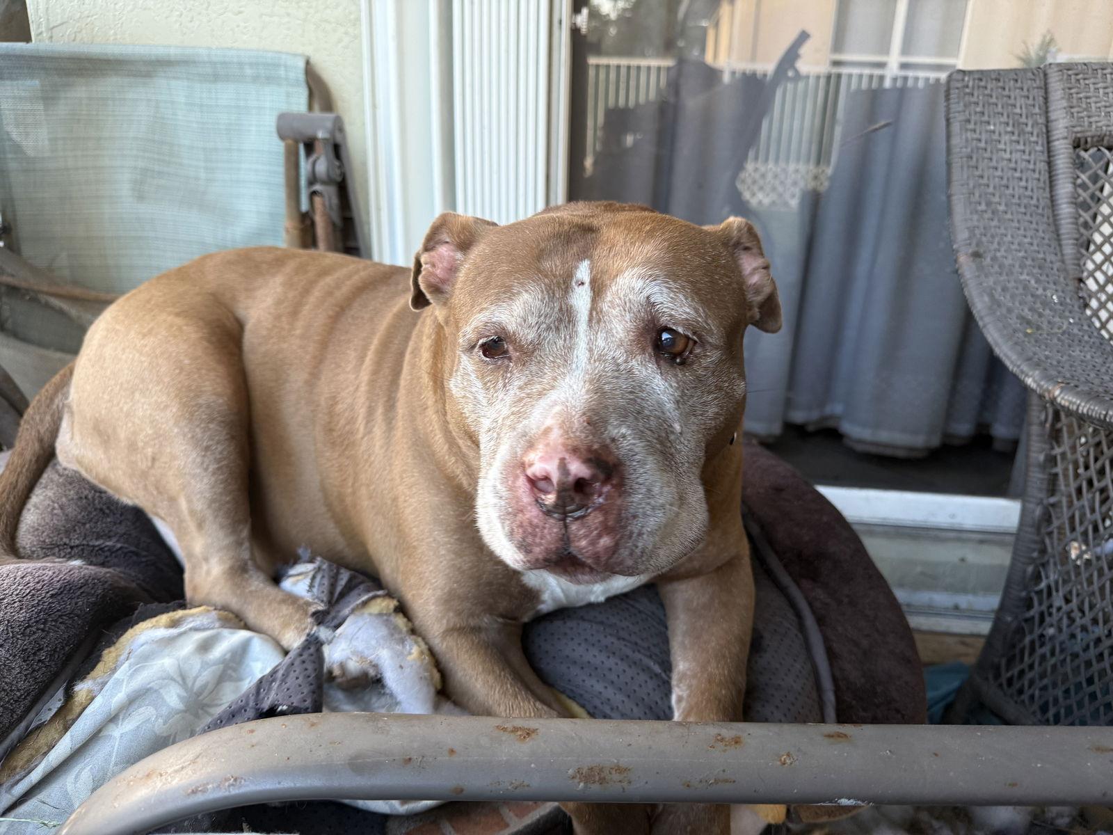 Blueberry*, a Adoptable Pit Bull Terrier in Royal Palm Beach, FL image 1/3
