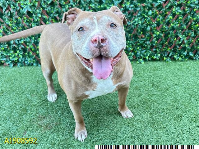 Blueberry*, a Adoptable Pit Bull Terrier in Royal Palm Beach, FL image 2/3