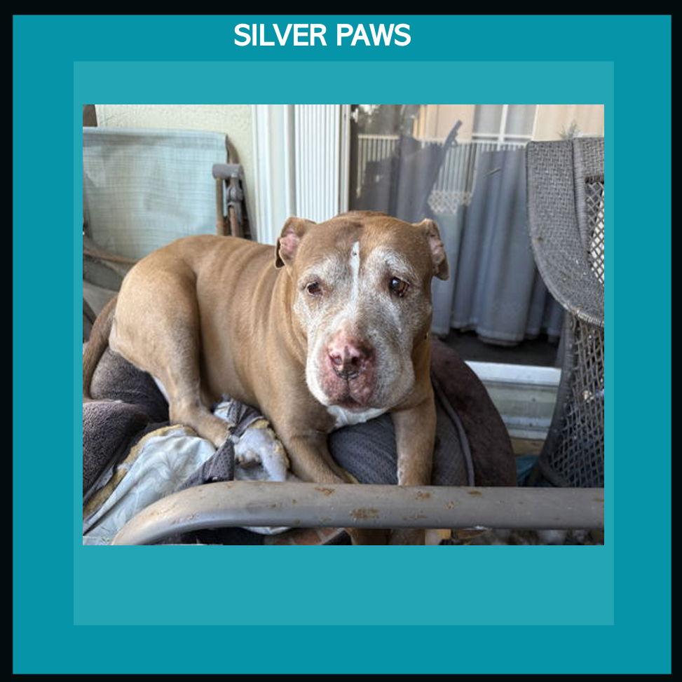 Blueberry*, a Adoptable Pit Bull Terrier in Royal Palm Beach, FL image 3/3