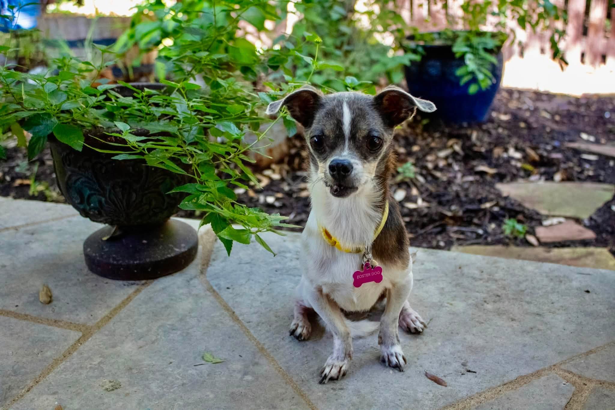 Phelix, Adoptable, Senior Male Chihuahua.