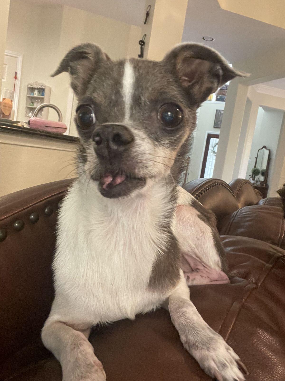 Enlarge Phelix, a Adoptable Chihuahua in Austin, TX image 2/6
