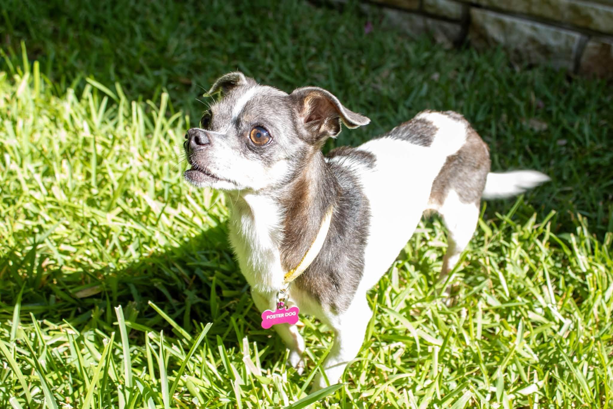 Enlarge Phelix, a Adoptable Chihuahua in Austin, TX image 3/6