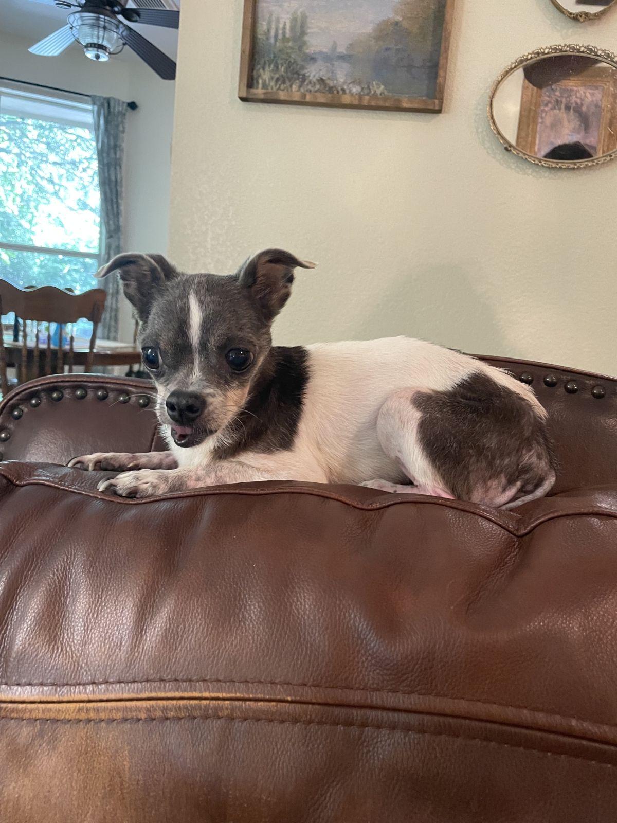 Enlarge Phelix, a Adoptable Chihuahua in Austin, TX image 4/6