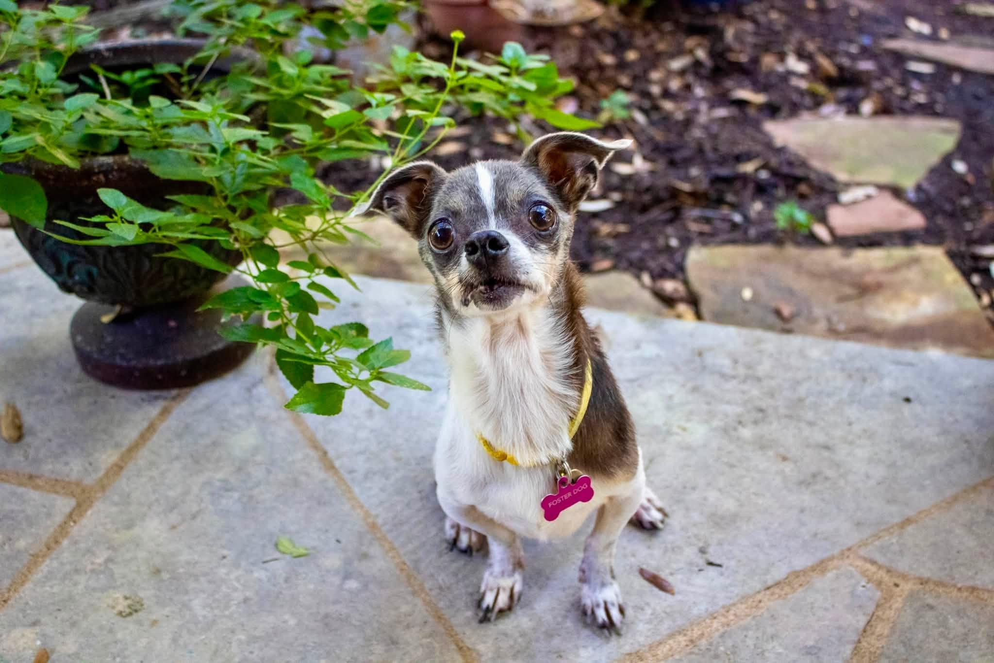 Enlarge Phelix, a Adoptable Chihuahua in Austin, TX image 5/6