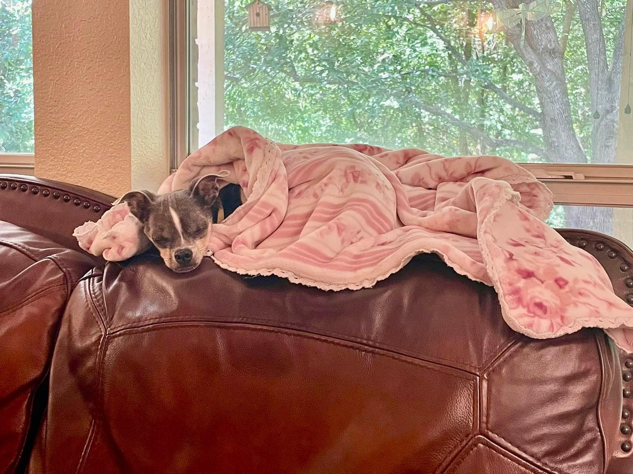 Enlarge Phelix, a Adoptable Chihuahua in Austin, TX image 6/6