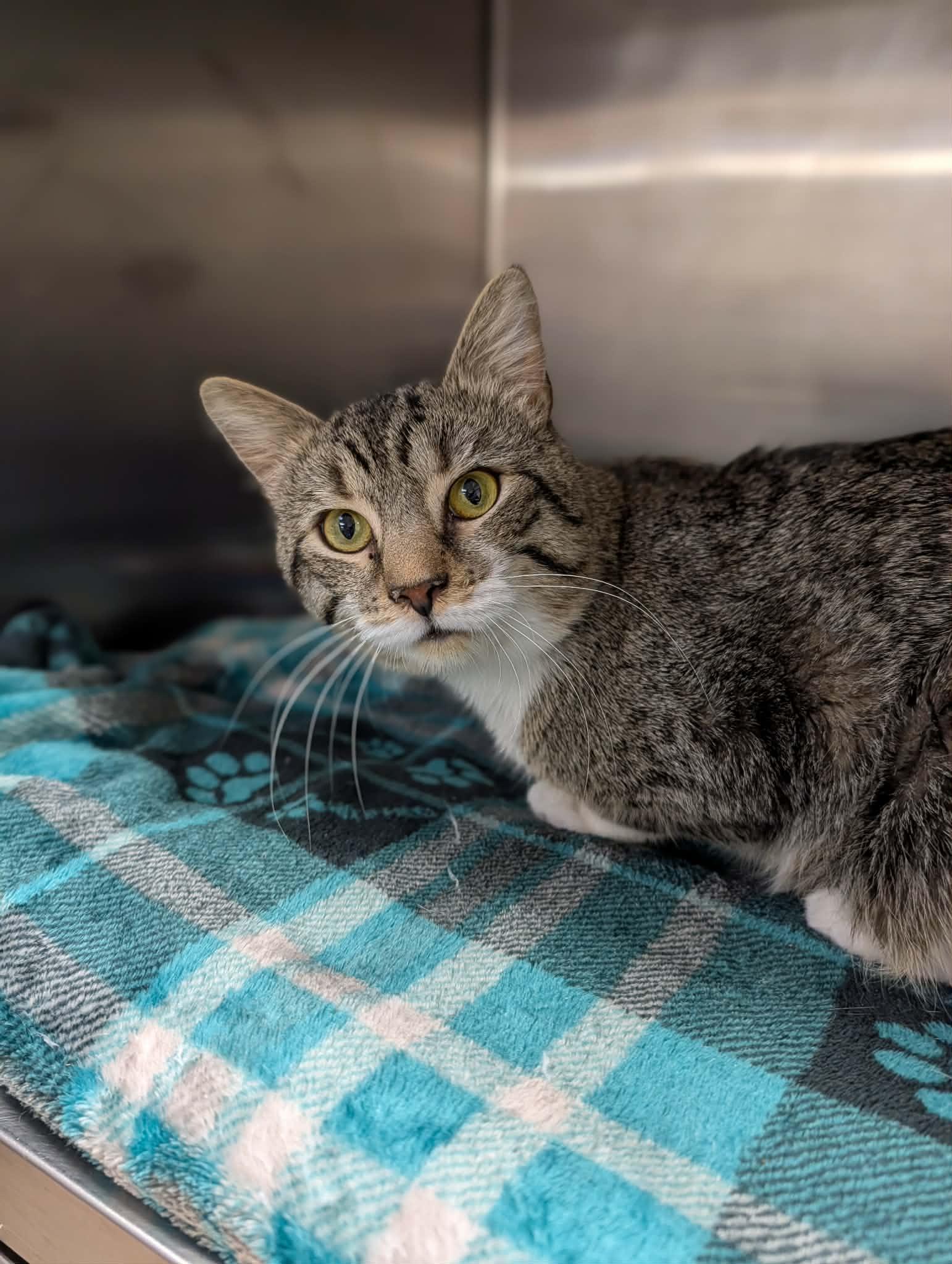 Frankie, ADOPTABLE, Adult Male Domestic Short Hair.