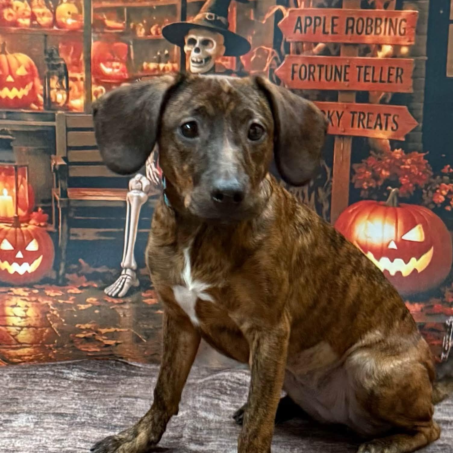 Enlarge Ada, a Adoptable mixed breed in Albany, NY image 6/6