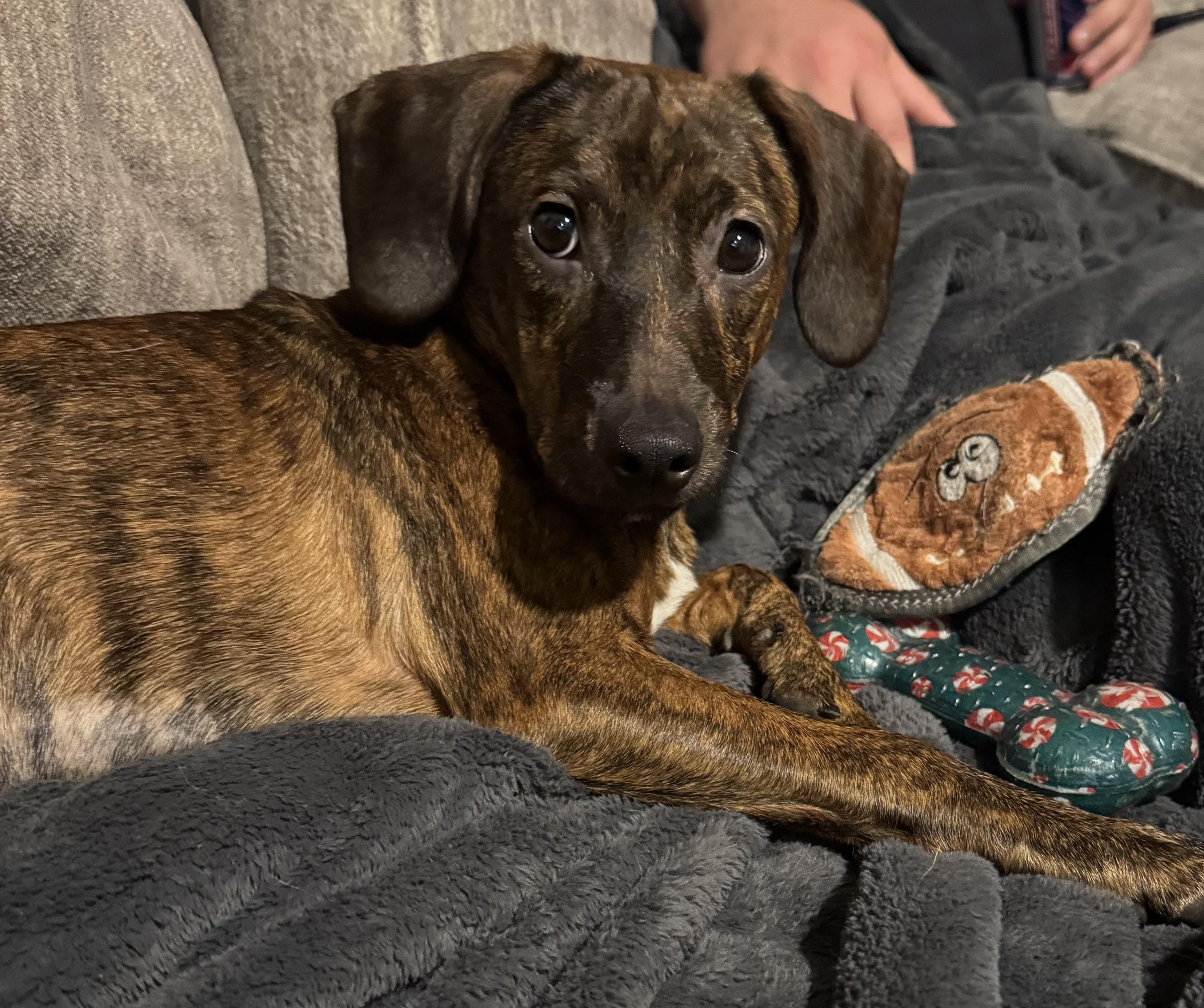 Enlarge Ada, a Adoptable mixed breed in Albany, NY image 5/6