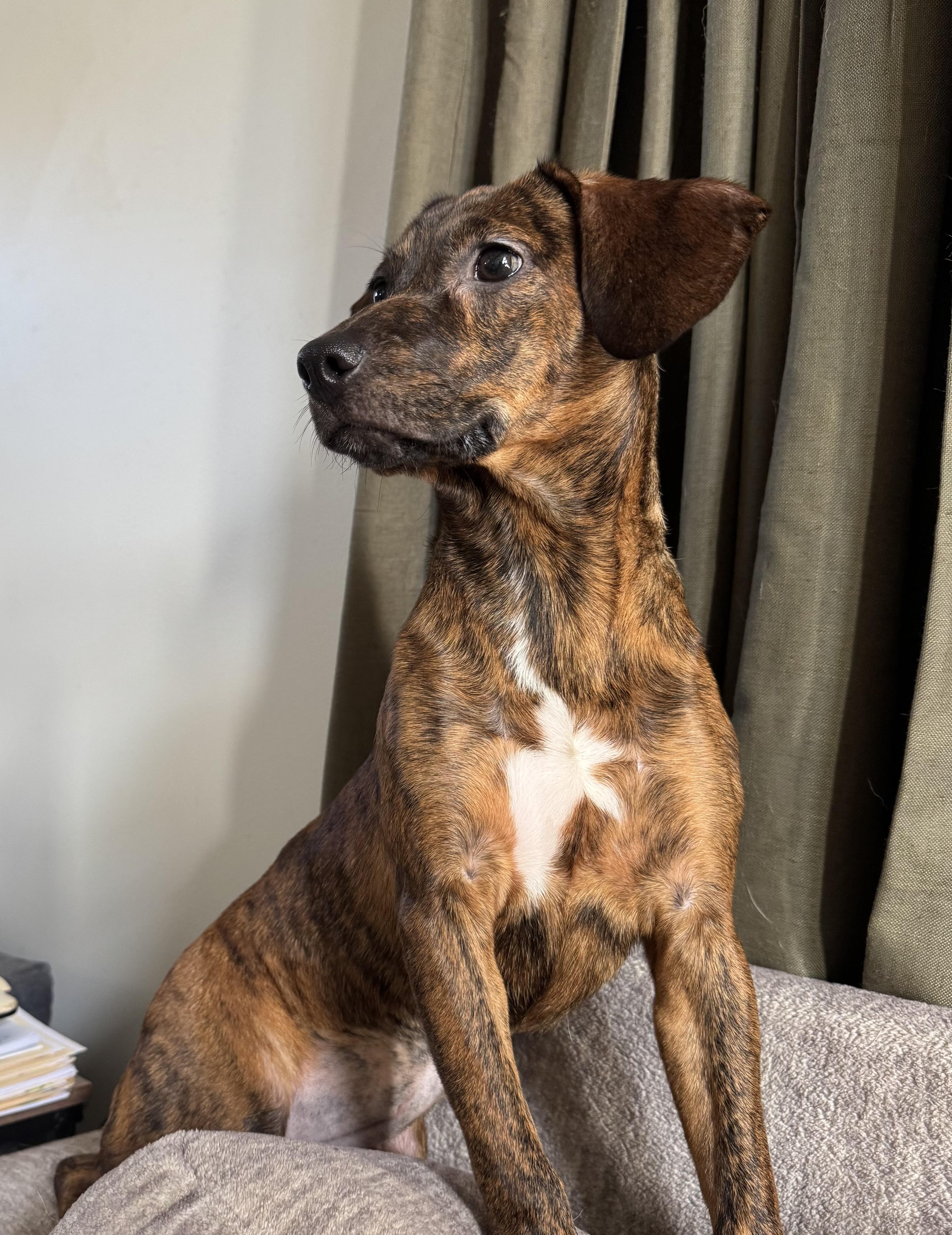 Enlarge Ada, a Adoptable mixed breed in Albany, NY image 4/6