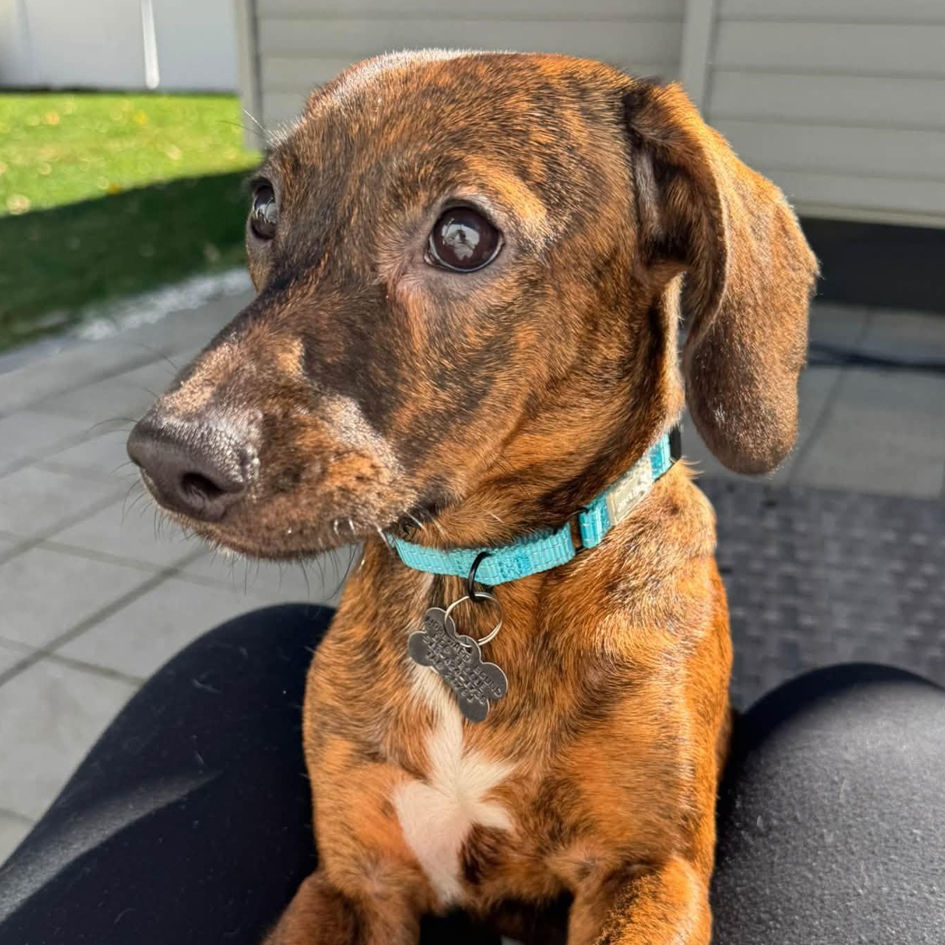 Ada, Adoptable, Puppy Female Hound.