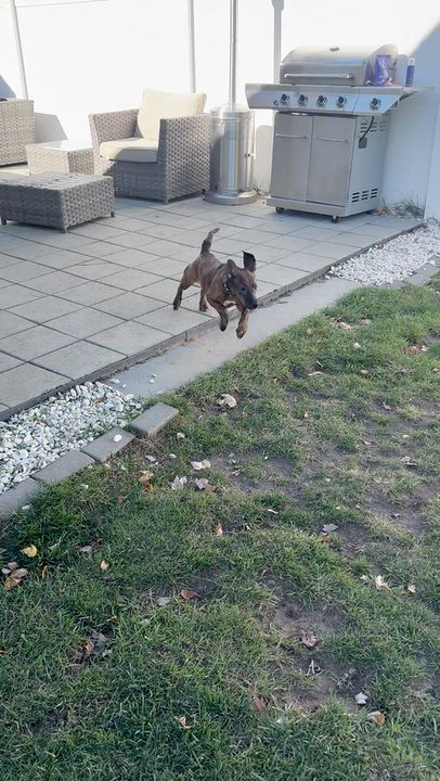 Enlarge Ada, a Adoptable mixed breed in Albany, NY video 3/6