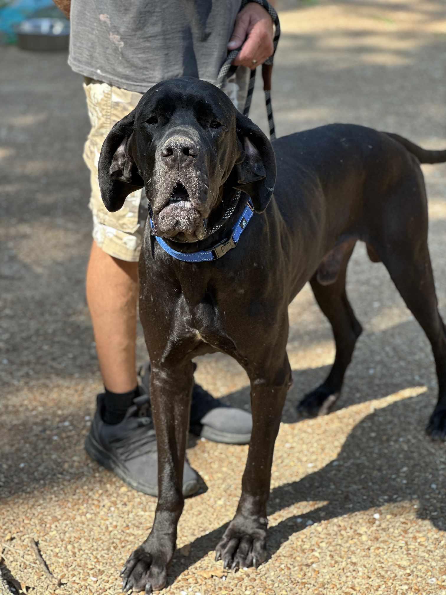 DaVinci Great Dane Dog
