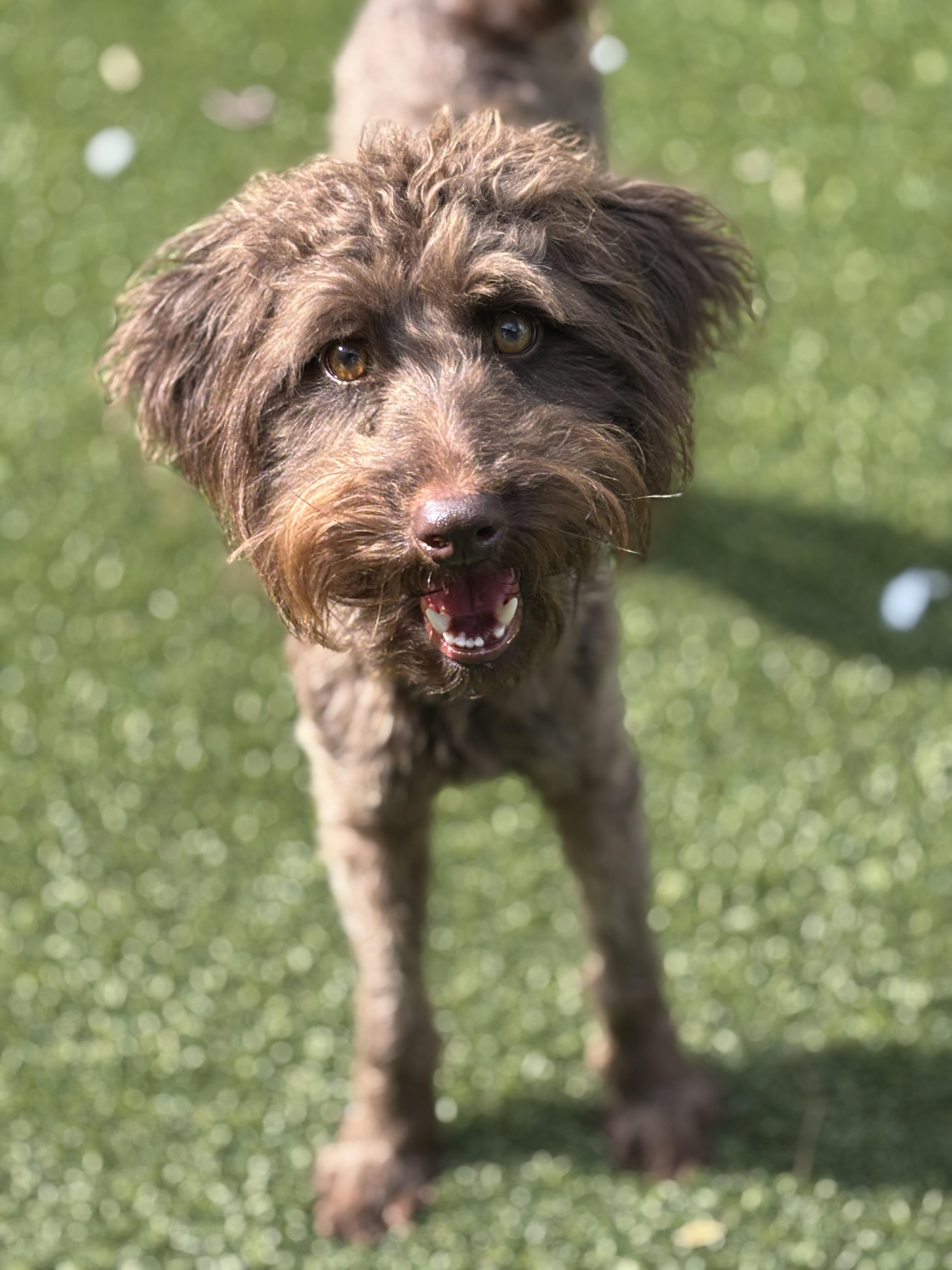 Enlarge Matty, a ADOPTABLE mixed breed in De Pere, WI image 3/4