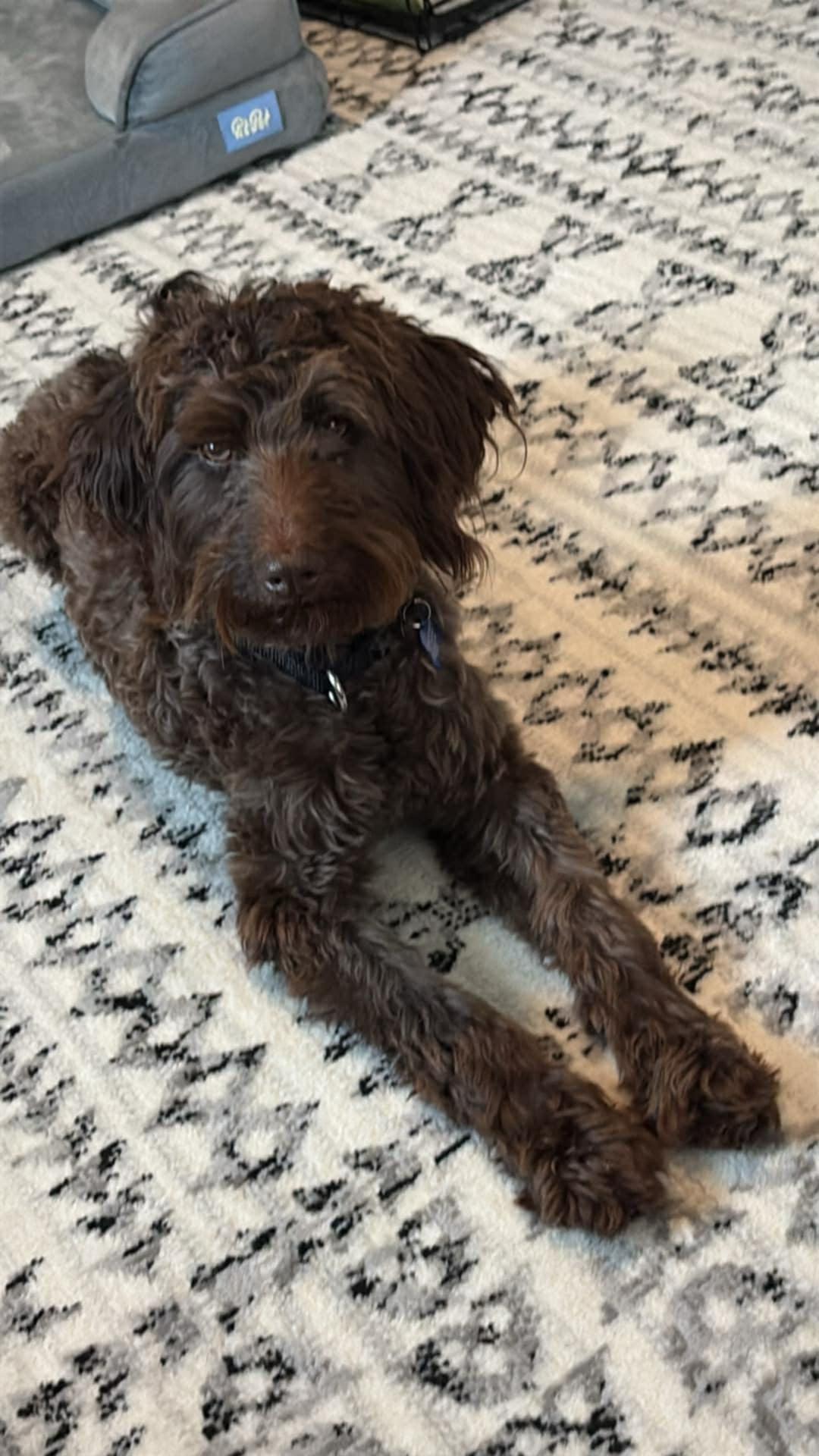 Enlarge Matty, a ADOPTABLE mixed breed in De Pere, WI image 1/4