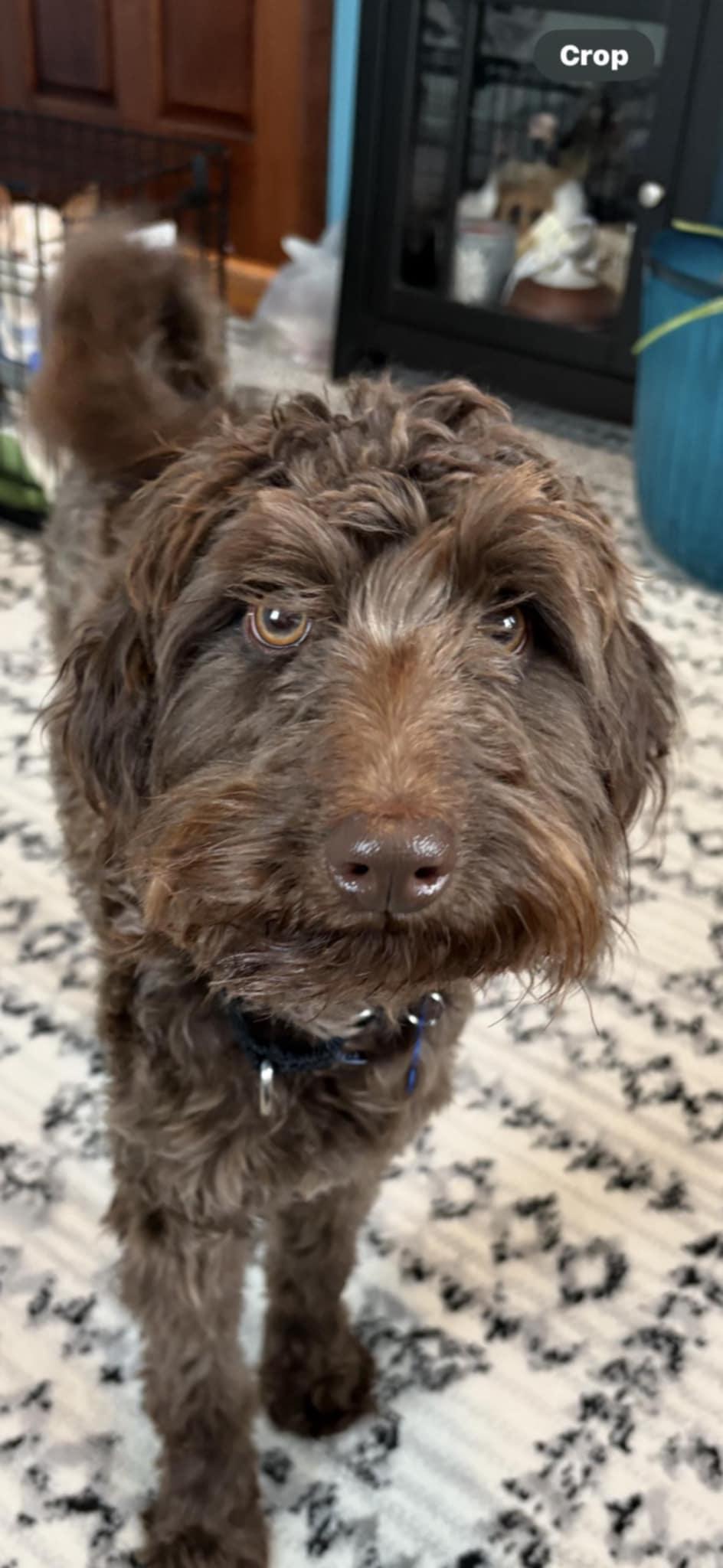 Enlarge Matty, a ADOPTABLE mixed breed in De Pere, WI image 2/4