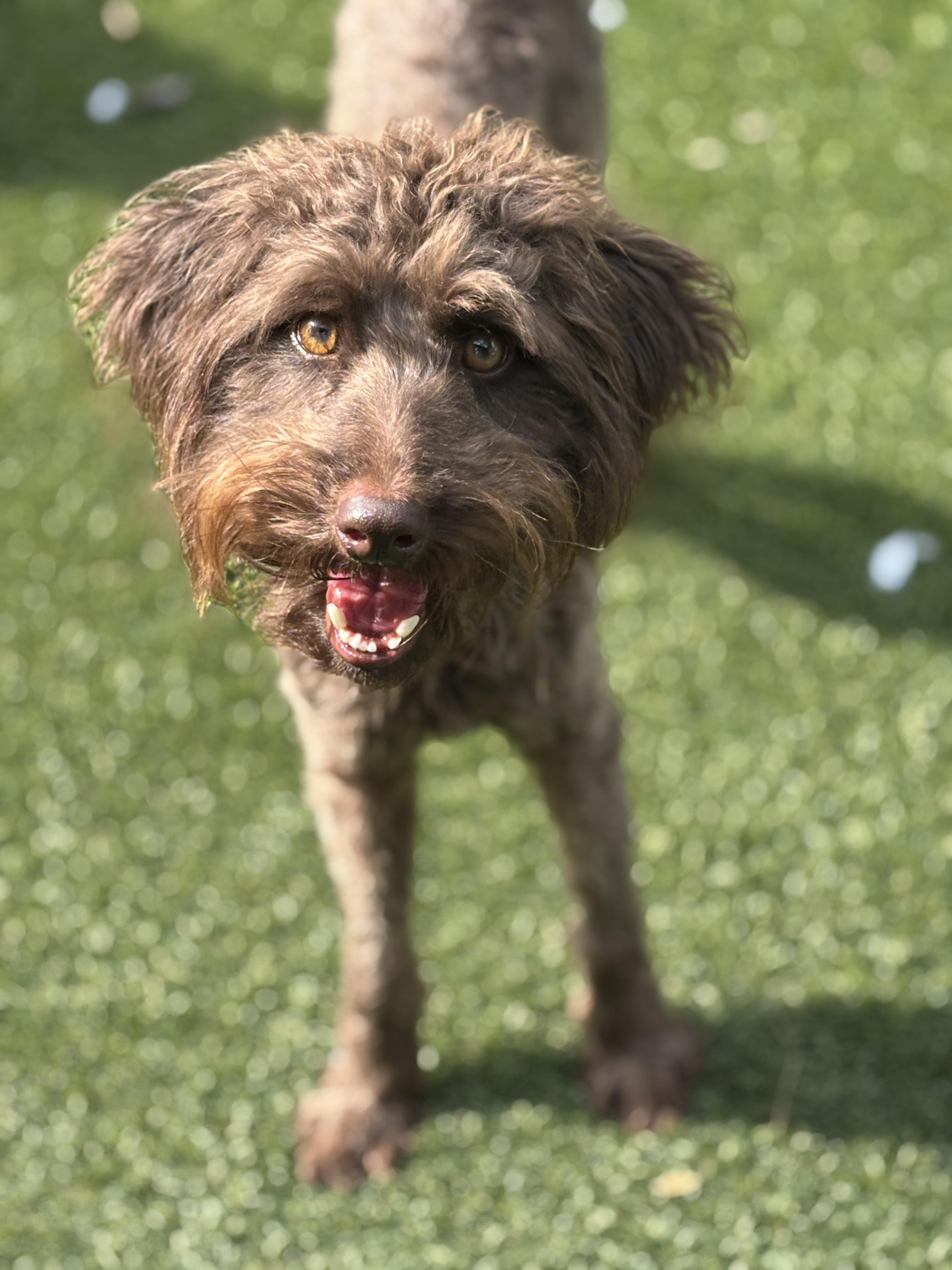 Enlarge Matty, a ADOPTABLE mixed breed in De Pere, WI image 4/4