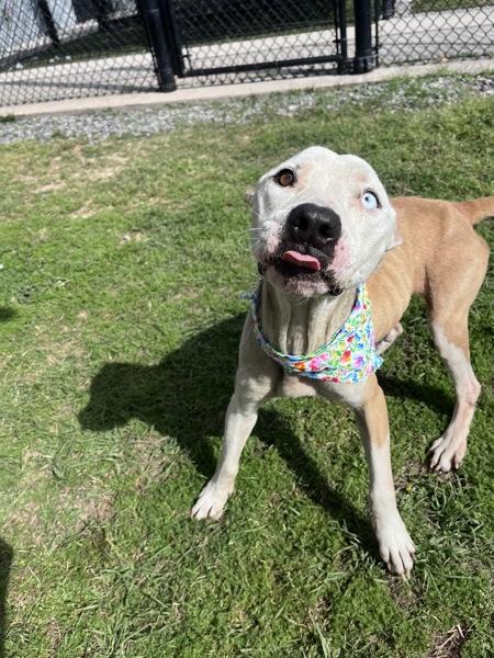 Lucy Lou, Adoptable, Adult Female Pit Bull Terrier.