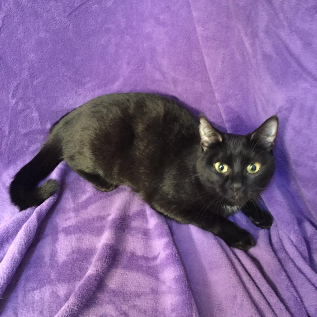 Enlarge Sable Hyattsville, a Adoptable Domestic Short Hair in Merrifield, VA image 1/4