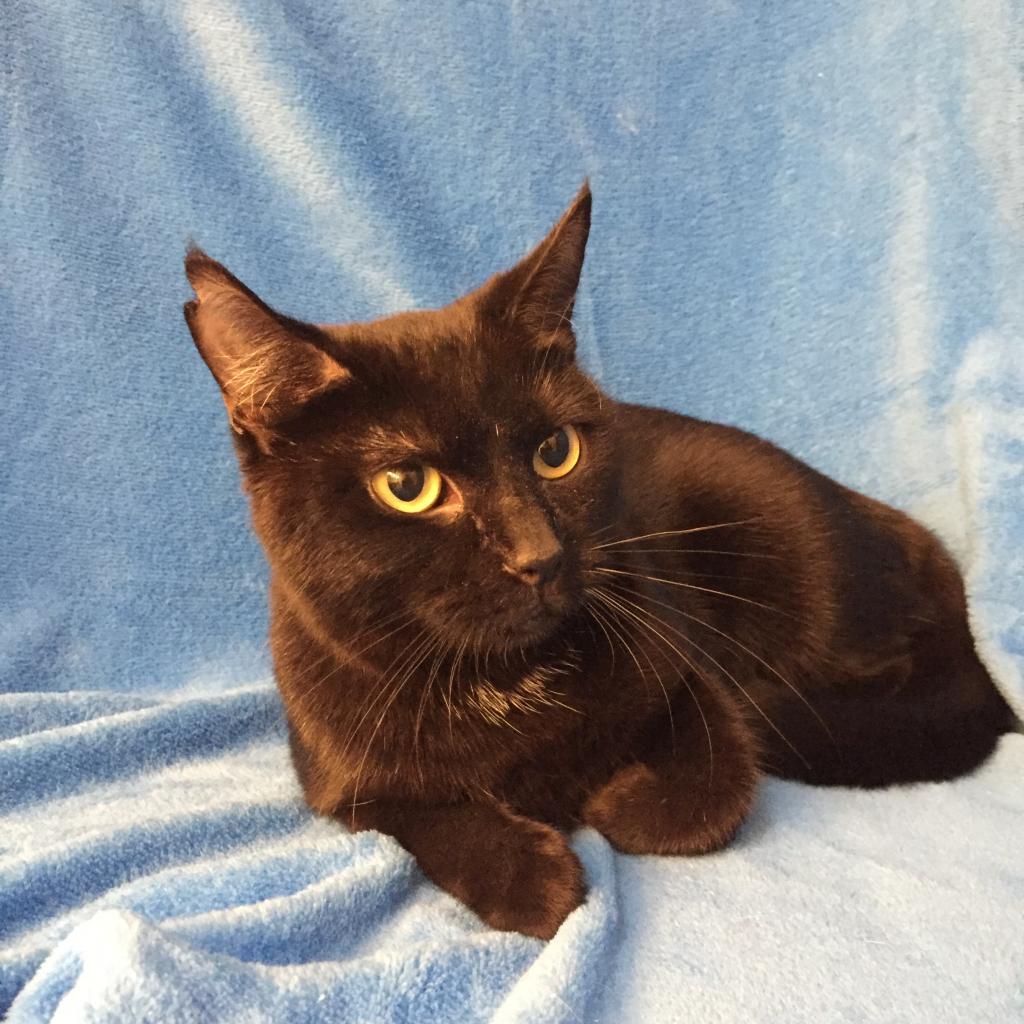 Enlarge Sable Hyattsville, a Adoptable Domestic Short Hair in Merrifield, VA image 2/4