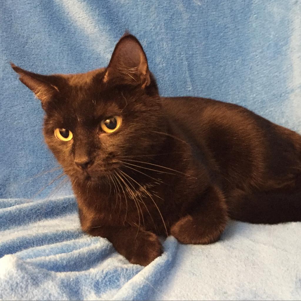 Enlarge Sable Hyattsville, a Adoptable Domestic Short Hair in Merrifield, VA image 3/4