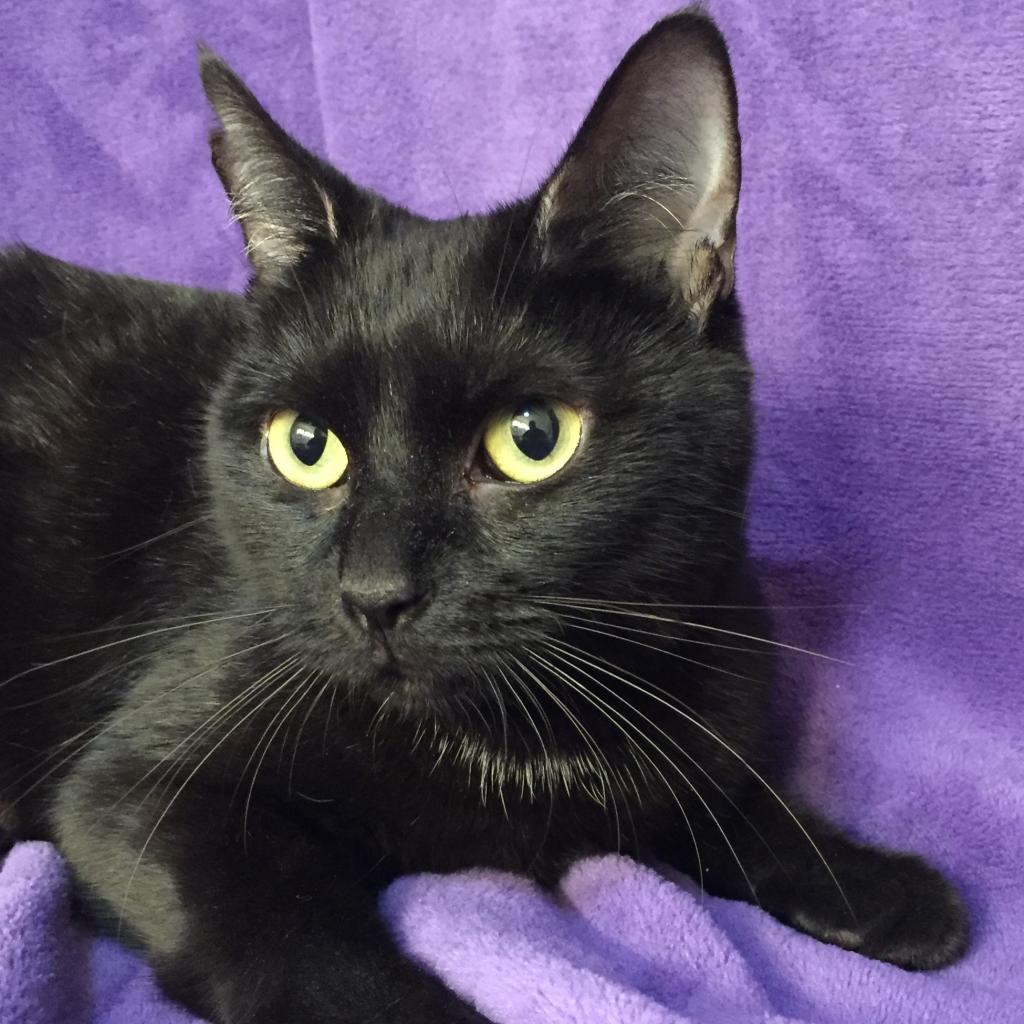 Enlarge Sable Hyattsville, a Adoptable Domestic Short Hair in Merrifield, VA image 4/4
