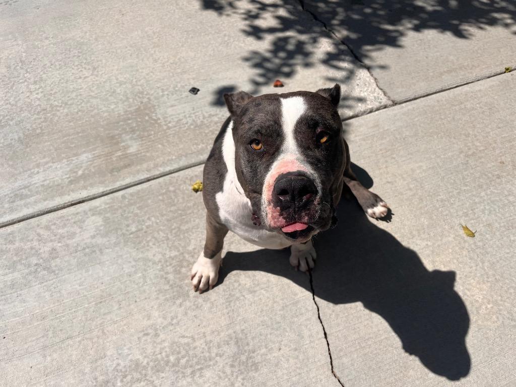 Sissy, Adoptable, Adult Female Cane Corso.