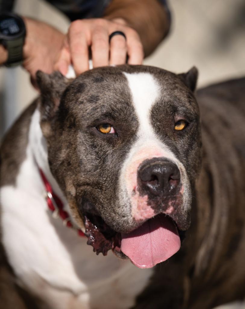 Enlarge Sissy, a Adoptable Cane Corso in Twentynine Palms, CA image 2/3