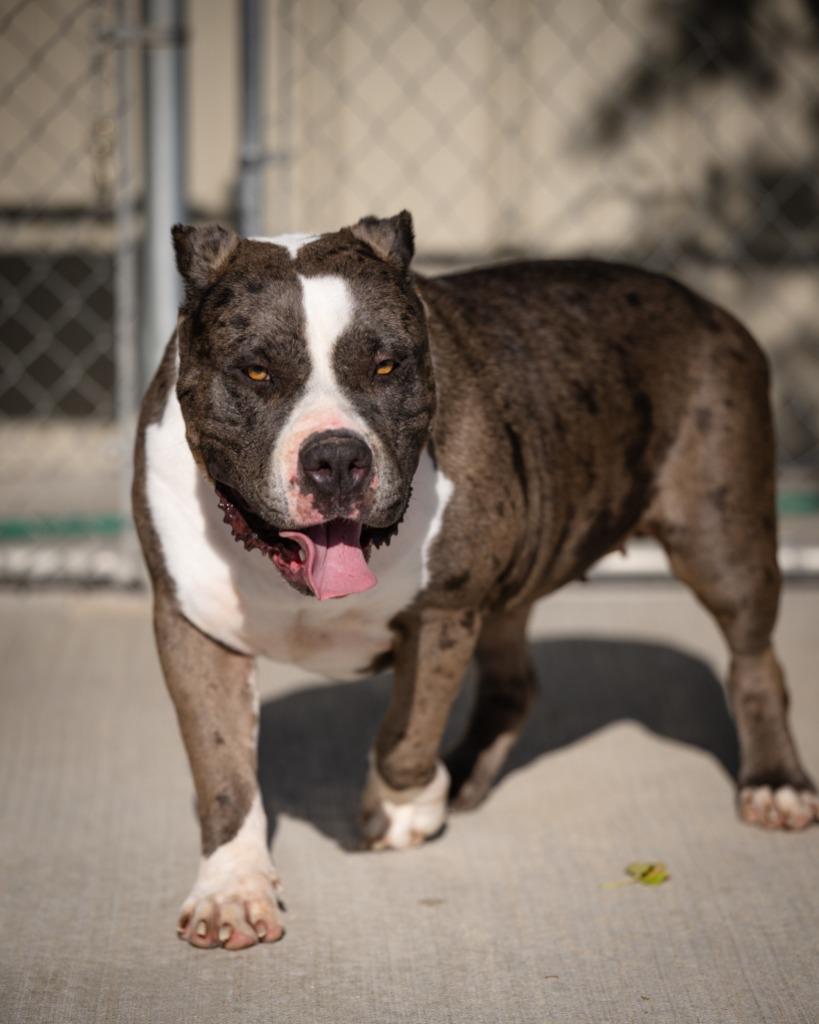 Enlarge Sissy, a Adoptable Cane Corso in Twentynine Palms, CA image 3/3