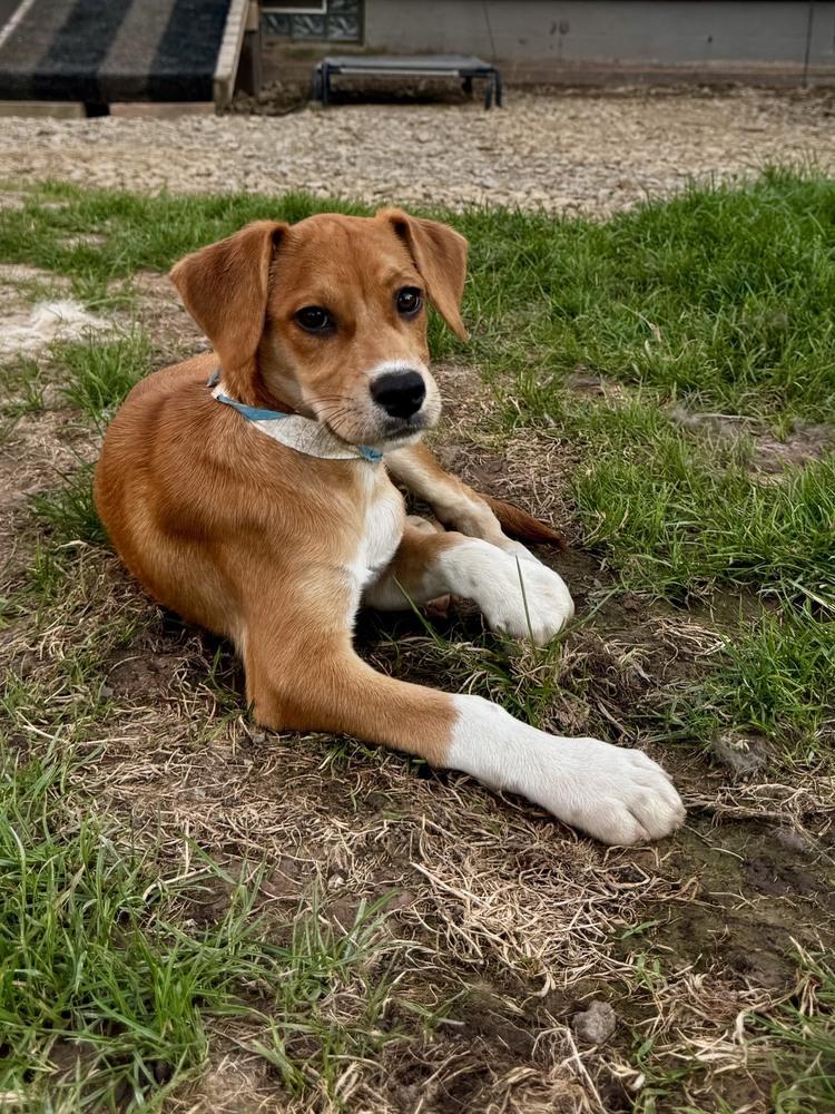 Lemon, a Adoptable mixed breed in Amherst, NY image 2/6