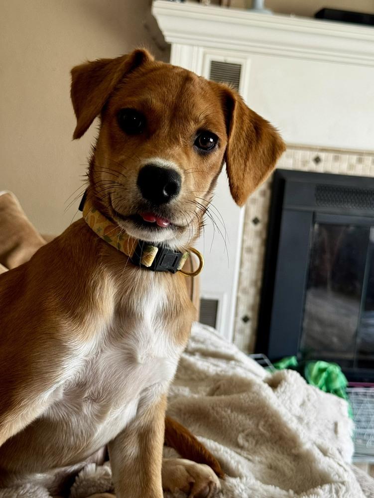 Lemon, a Adoptable mixed breed in Amherst, NY image 3/6