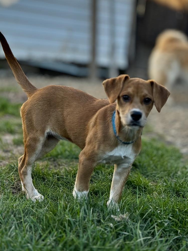 Lemon, a Adoptable mixed breed in Amherst, NY image 4/6