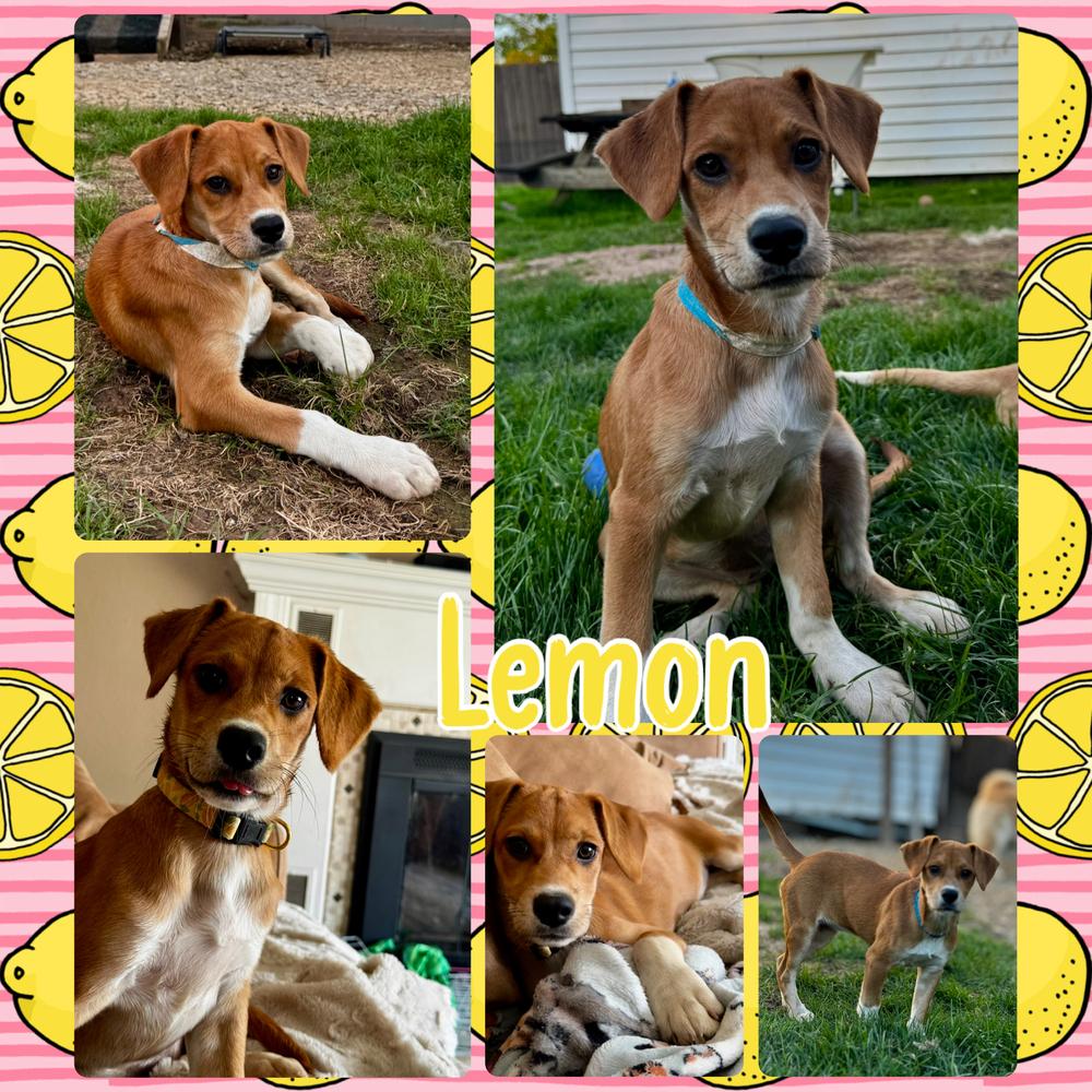 Lemon, a Adoptable mixed breed in Amherst, NY image 5/6