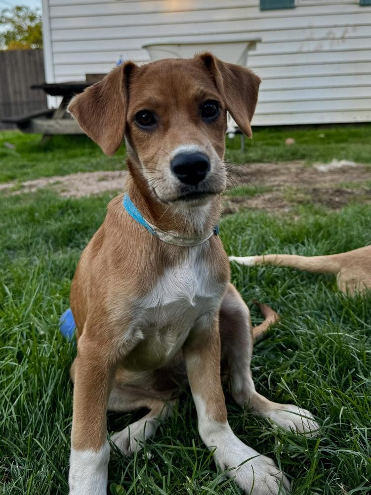 Lemon, a Adoptable mixed breed in Amherst, NY image 6/6