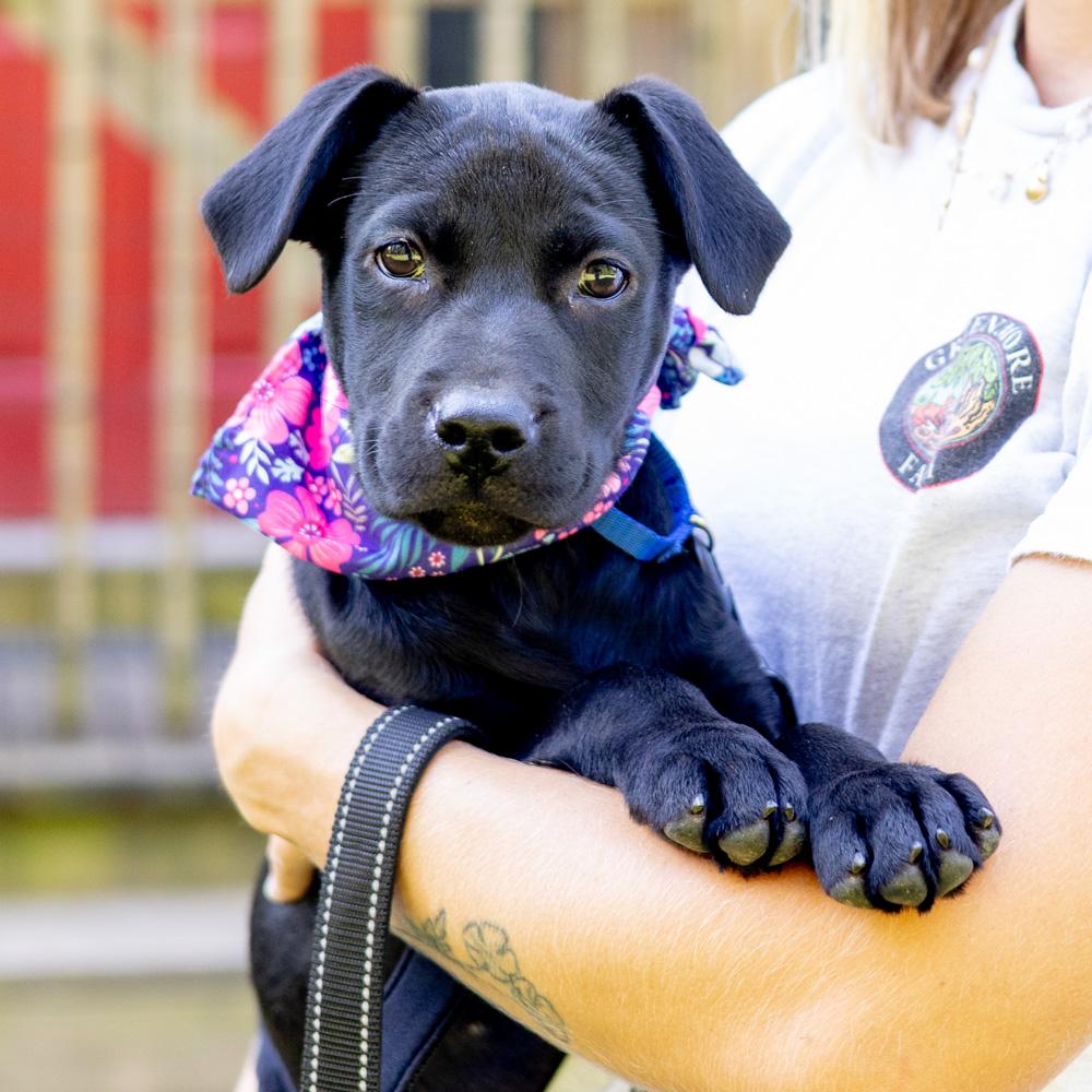 Onyx (Female)    Avail 9/20
