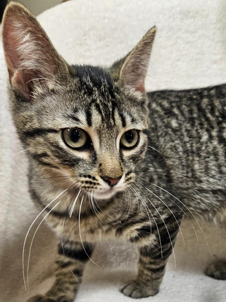 Macchiato thumbnail 2