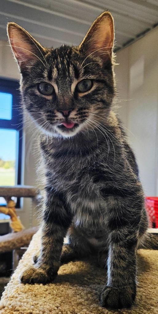 Macchiato thumbnail 3